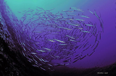 deep sea with fish swimming around corals and seaweed