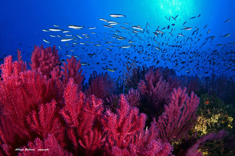 wonderful sea with multicoloured fish and corals