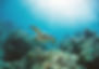 beautiful Caretta Turtle swimming in the sea through corals and fish